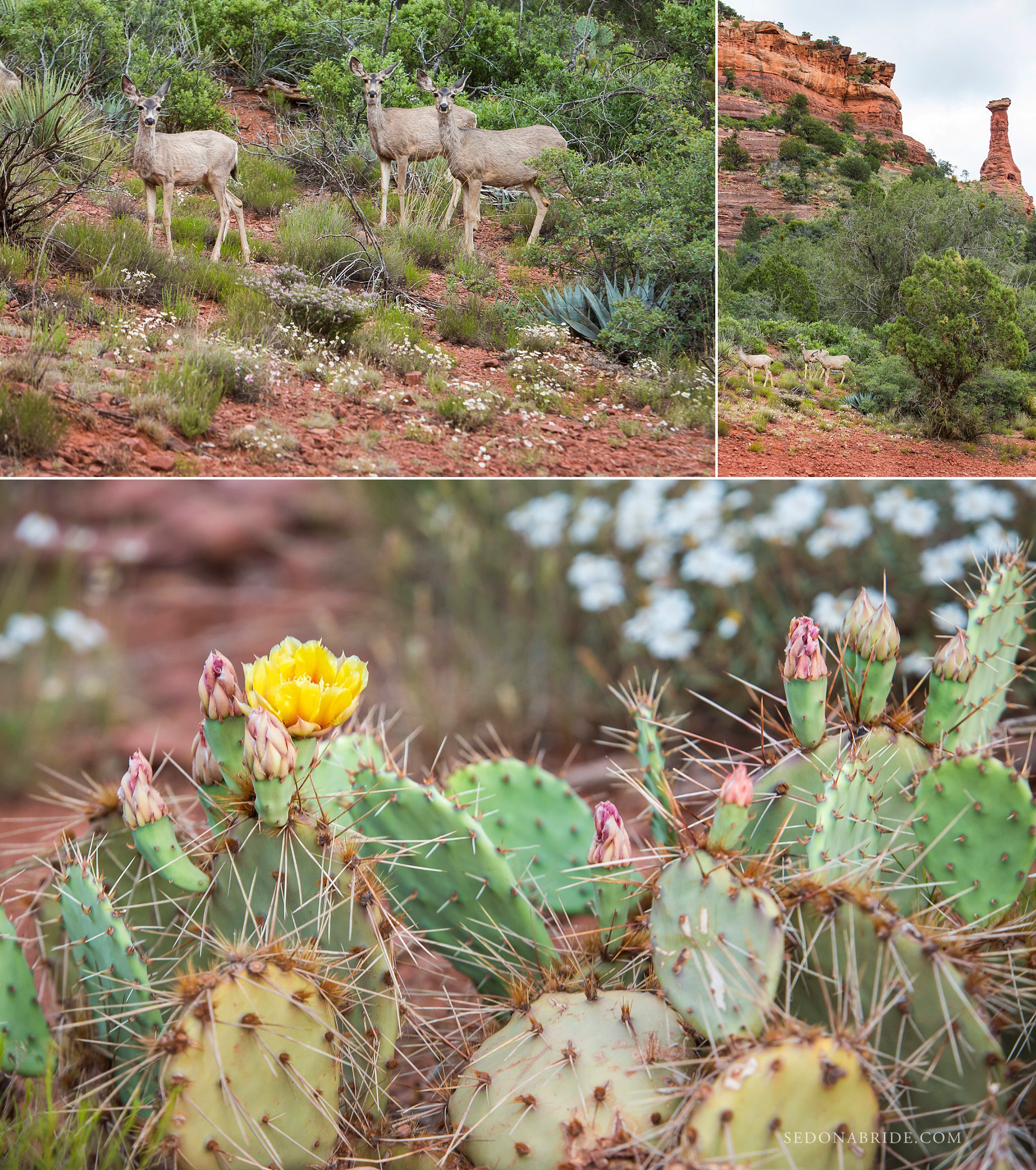 deer and cactus flowers at the start of a hike to a wedding location at Enchantment Resort
