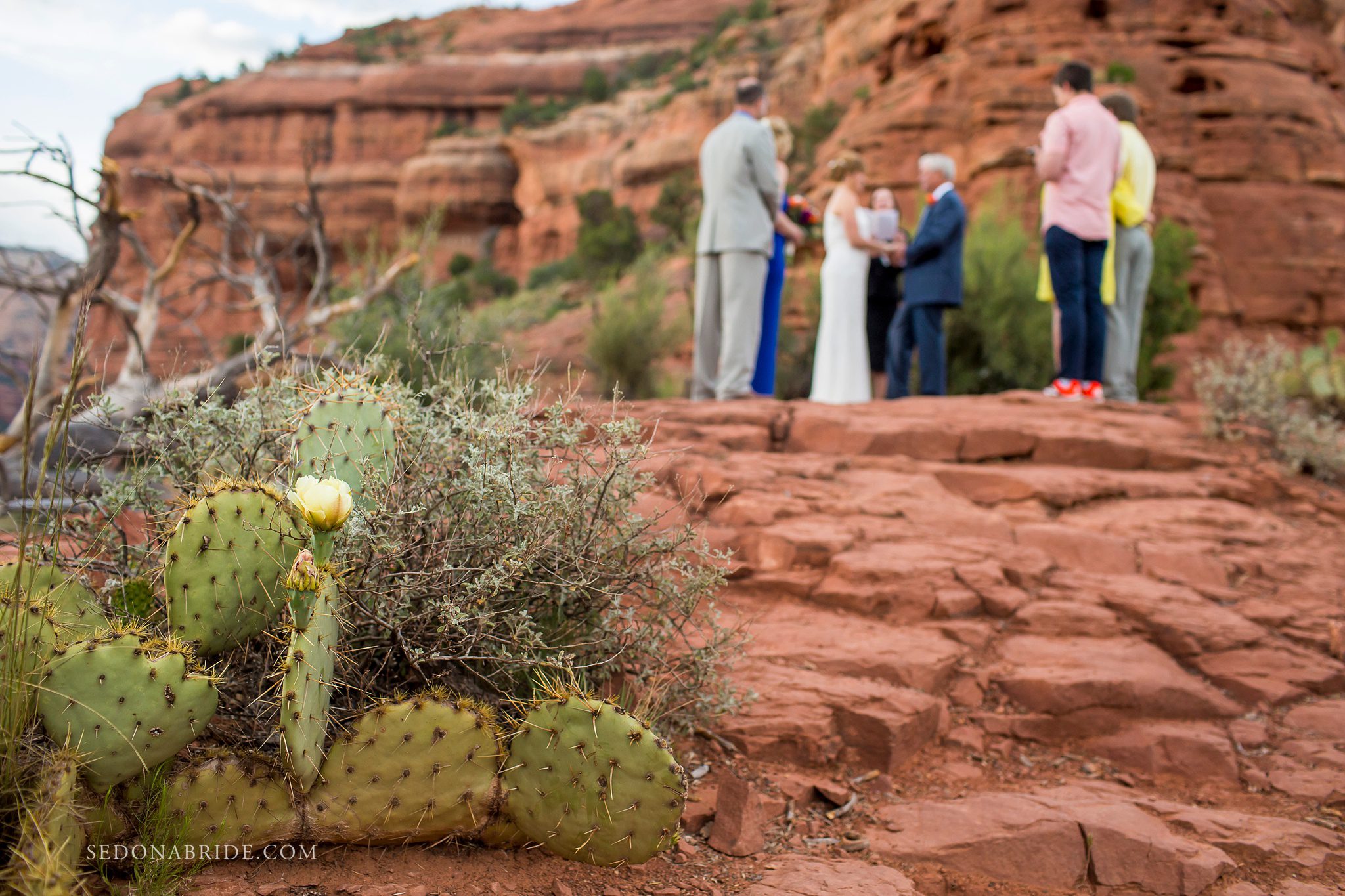 Cactus blooming with yellow flowers and a wedding ceremony at Enchantment Resort in the background